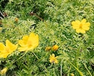 オラクルカードひきます （タロット、カードひきます。） イメージ1
