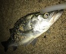 鹿児島県でランカー砂ヒラ釣らせます 釣り方は分かってるけどランカーは釣れないという方必見！ イメージ2