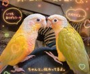 あなたの愛鳥オーラを画像にします 鳥のオーラにも、飼い主様へのメッセージが隠されています イメージ8