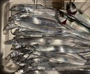 初心者〜熟練者まで！釣りの相談のります 動画ではわからない釣具の選び方や良い船宿選定教えます イメージ2