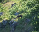 自然写真、野生動物の写真などを提供できます 自然や動物の写真に特化した素材提供 イメージ6