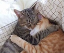 外猫との共生をサポートします 地域猫活動、ＴＮＴＡ、、猫に関するお悩み、、共生の意識共有 イメージ5