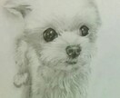 ペット・動物を鉛筆デッサンで描きます ペット・動物・似顔絵　・ペットロス・モノクロデッサン イメージ1
