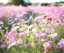 女性カメラマンが家族とのお出かけの思い出を撮ります みんなの写真がない！ってときに役立ちます！ イメージ1