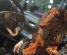 元ショップ店員がペットのお迎え・飼育相談に乗ります 愛玩動物飼養管理士1級が初めてのペット選びと準備を支えます イメージ4
