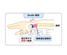 解剖・動作・学会発表・高解像度イラスト作成します 医療現場経験×デザイン力で、誤解のない解剖図・動作図を制作! イメージ8