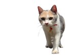 5枚までこの価格！！写真、画像の背景を切り取ります 人、動物、料理など背景をなくすことができます！ イメージ2