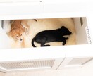犬と暮らす為のリフォームの工夫、ご提案します 世話も掃除も簡単に。計画図、パース、プレゼン作成します！ イメージ1