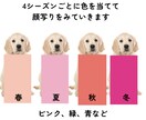 愛犬のパーソナルカラー診断させていただきます ワンチャンでもできる！本格パーソナルカラー診断！ イメージ2