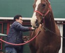 動物専門 鳥獣貿易 全動水協 乗馬クラブ話聞ます 現在42歳。動物業界の経験値は人より多いと思います。 イメージ1