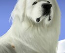 あなたのペットのかわいいイラスト描きます ペットや好きな動物をSNSアイコンやプレゼント用に！ イメージ4