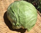 自然栽培・有機栽培による野菜の作り方を教えます 無農薬・無肥料又は有機肥料・固定種による野菜栽培を伝授 イメージ2