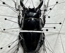 昆虫標本の作成を代行します 屋号名: BOOM INSECT イメージ3