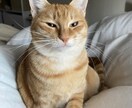 赤裸々トークします 愚痴やしょうもない話、悩みや恋愛相談までなんでもどうぞ！ イメージ1