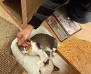 猫カフェ行ってみたいけど･･･どこがいいんだろうって方アドバイスなど教えます！ イメージ3