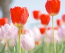 ブログ、SNS用のお花の写真の画像を提供します お花の写真をプラスすることで見る人の心を癒します イメージ4