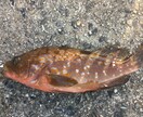 釣りのことならなんでも聞いてください！！ イメージ3