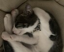 子猫のゴロゴロ音差し上げます 二匹の猫のうち一匹、または二匹のゴロゴロ音を差し上げます！ イメージ4