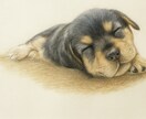写真から描くペット似顔絵を作成します あたたかみのある手描きイラストでプレゼントにも◎ イメージ1