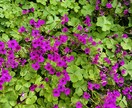 景色や花等、風景写真を撮っています 行けないところの景色を提供します。 イメージ3