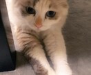 猫をリアルタイムで観察しながら抱き方など学べます 子猫のらる、お姉さん猫ナナ、気まぐれめる、ぽっちゃり猫ふー イメージ4