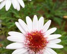 園芸初心者の方に開花するまで丁寧にお教えします 人気のCCR(バラ クレマチス クリスマスローズ)も是非！ イメージ10