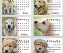 ゴールデンレトリーバー愛好家のカレンダー作ります 2025年度版縁なしフル画像の卓上カレンダーで毎日を一緒に！ イメージ5