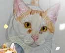 お家の猫ちゃんの似顔絵描きます 色鉛筆で丁寧に仕上げます！！お顔中心に描かせて戴きます。 イメージ2