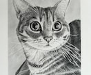 鉛筆画でペットのリアル似顔絵を手描きで作成致します 犬・猫を鉛筆で細部まで丁寧に描きます！ イメージ3