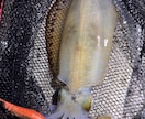 広島でのエギング攻略プランを作成します 釣具屋店員があなたの条件に合わせて一緒に考えます！ イメージ1