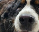 お写真をもとに温もりのあるペットの似顔絵制作します ※こちらの似顔絵は現在停止中となります※ イメージ2
