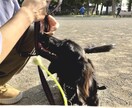 愛犬のしつけ、問題行動、お悩み相談を承ります 「飼い主様」が愛犬を変える方法を教えます！ イメージ1