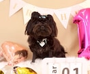 浜松市で愛犬専門の出張撮影いたします ご自宅で自然な表情を丁寧に撮影します イメージ3