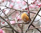 編集なしの物を提供します 自然の力だけで編集一切致しておりません。 イメージ1