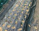 家庭菜園のアドバイスいたします 家庭菜園のむつかしさを解消していきましょう イメージ4