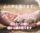 わんちゃん、ねこちゃんの本当の声をお届けします ペットちゃんの魂を読み解き普段聞けない声をお届けします。 イメージ1