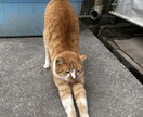 乗馬、猫、社畜ネタを面白く書きます 乗馬、社畜、猫飼う歴10年以上の私が真実味ある記事を書きます イメージ1