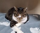 あなたの心の癒しになります 猫好きな方とお話できればいいな イメージ3