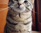 伴侶動物さんとアニマルコミニュケーション致します 伴侶動物さんの心と躰を癒すアニマルセラピストpico イメージ3