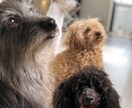 ドッグトレーナーが愛犬との向き合い方を教えます ワンちゃんについての悩みを解決しよう！ イメージ9
