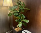 植物のプロが観葉植物のお悩みに答えます 元代官山の花屋の店長がアドバイス イメージ3