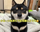 悩み、恋愛、雑談など、関西住みパパがお聞きします お試しでも大丈夫です！なんでもお気軽にお願いします！ イメージ2