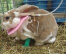 獣医師★珍しいペットの健康・お悩み相談お受けします 犬猫以外の珍しい動物の専門医に気軽にお悩み相談出来る窓口です イメージ5