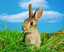 ペットの気持ちを占います 動物飼育歴30年のタロットカード士がペットの心を読み解きます イメージ7