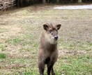 古神道気功　遠隔で身体のバランスをととのえます 遠隔気功でオーラやチャクラ、エネルギートリートメントします。 イメージ1