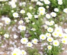 誰かと話したい時いつでも♪ちょっとでもお話しきます お友達みたいに気軽にお話ししましょう★ イメージ3