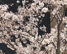 小学校お受験❗️「 面接 」の相談をお受け致します ☆小学校受験、初心者様も歓迎❗️ イメージ1