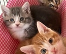 犬猫の悩みごと、何でも相談にのります 保護犬猫ボランティア歴6年。気軽にご相談ください！ イメージ8