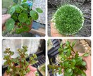 水草、メダカの育て方教えます 水草歴10年フリマアプリ販売数　年1万本 イメージ3