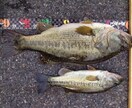 琵琶湖ででっかいヤツ釣れるとこ教えます あなた釣ったことありますか？私琵琶湖で6本ロク丸釣ってます イメージ4